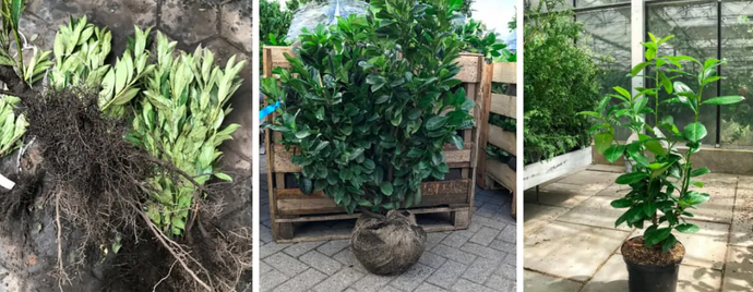 Wortelgoed, Kluit of Pot? Zo kies je de juiste planten voor je tuin!