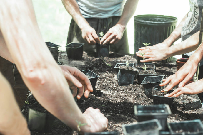 Wanneer moet je aanplanten anno 2024?