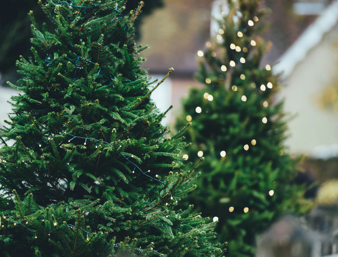 De Nordmann Kerstboom: De Perfecte Keuze voor een Stralend Kerstfeest