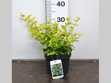 Afbeelding in Gallery-weergave laden, Abelia grandiflora &#39;Francis Mason&#39; 20-30cm
