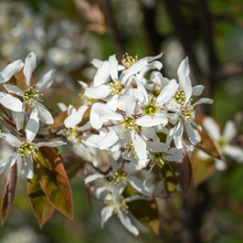 Afbeelding in Gallery-weergave laden, Amelanchier lamarckii - Krentenboom
