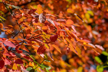 Afbeelding in Gallery-weergave laden, Amelanchier lamarckii - Krentenboomhaag blote wortel
