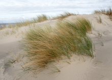 Afbeelding in Gallery-weergave laden, Ammophila arenaria - Helmgras
