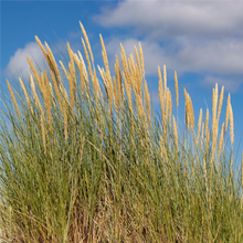 Afbeelding in Gallery-weergave laden, Ammophila arenaria - Helmgras
