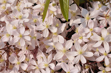 Afbeelding in Gallery-weergave laden, Clematis Armandii &#39;Apple Blossom&#39; - Wit/roze bosrank
