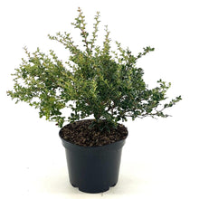 Afbeelding in Gallery-weergave laden, Berberis darwinii &#39;Compacta&#39; - Zuurbes
