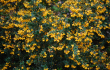 Afbeelding in Gallery-weergave laden, Berberis darwinii &#39;Compacta&#39; - Zuurbes
