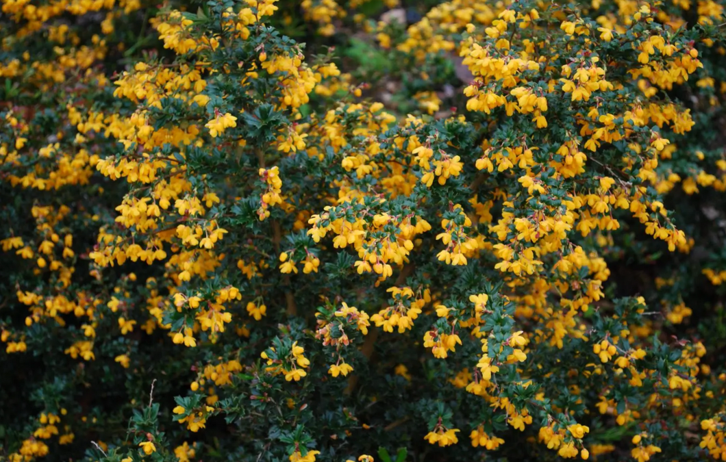 Berberis darwinii 'Compacta' - Zuurbes