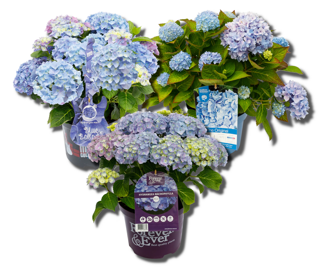 Blauwe Hortensia's - Pakket voor 1 vierkantemeter