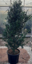 Afbeelding in Gallery-weergave laden, Buxus sempervirens - Buxushaag in pot
