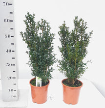 Afbeelding in Gallery-weergave laden, Buxus sempervirens - Buxushaag in pot
