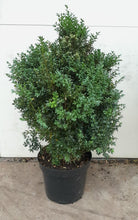 Afbeelding in Gallery-weergave laden, Buxus sempervirens - Buxushaag in pot
