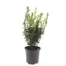 Afbeelding in Gallery-weergave laden, Buxus sempervirens - Buxushaag in pot
