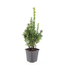 Afbeelding in Gallery-weergave laden, Buxus sempervirens - Buxushaag in pot
