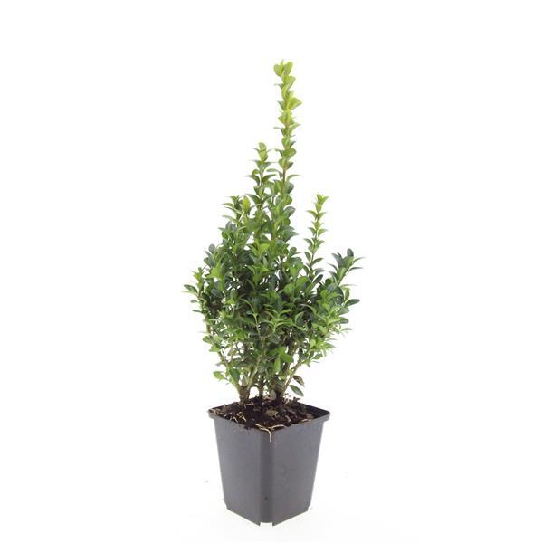 Buxus sempervirens - Buxushaag in pot