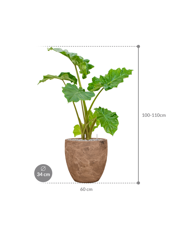 Alocasia 'Portodora' in Baq Algar pot bruin – Olifantsoor Kant & Klaar