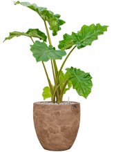 Afbeelding in Gallery-weergave laden, Alocasia &#39;Portodora&#39; in Baq Algar pot bruin – Olifantsoor Kant &amp; Klaar
