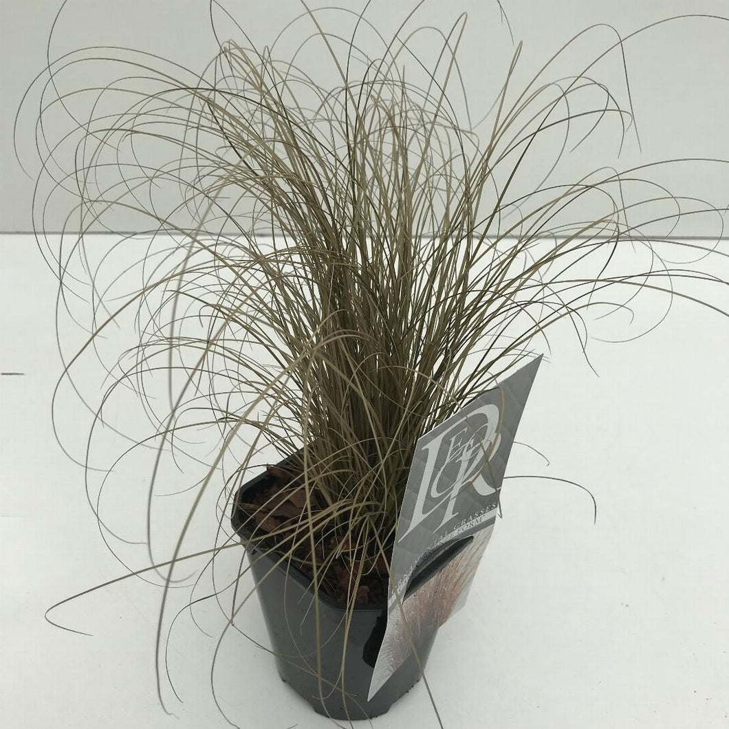 Carex comans 'Bronze Form' -  Bronskleurig Zeggegras