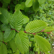 Afbeelding in Gallery-weergave laden, Carpinus betulus - Haagbeuk blote wortel - Pakket voor 10 meter
