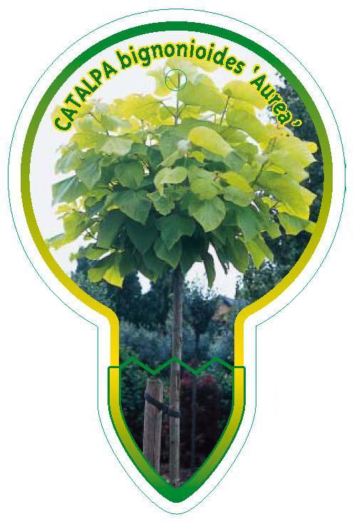 Catalpa bignonioides 'Aurea' - Gouden Trompetboom op stam