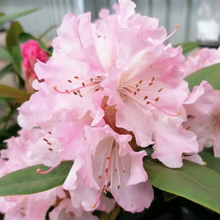 Afbeelding in Gallery-weergave laden, Rhododendron &#39;Christmas Cheer&#39;
