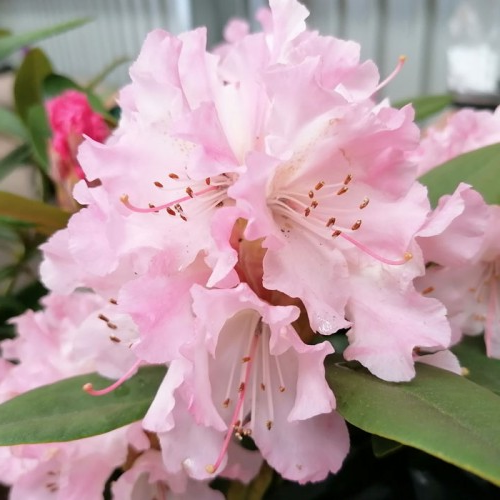 Rhododendron 'Christmas Cheer'