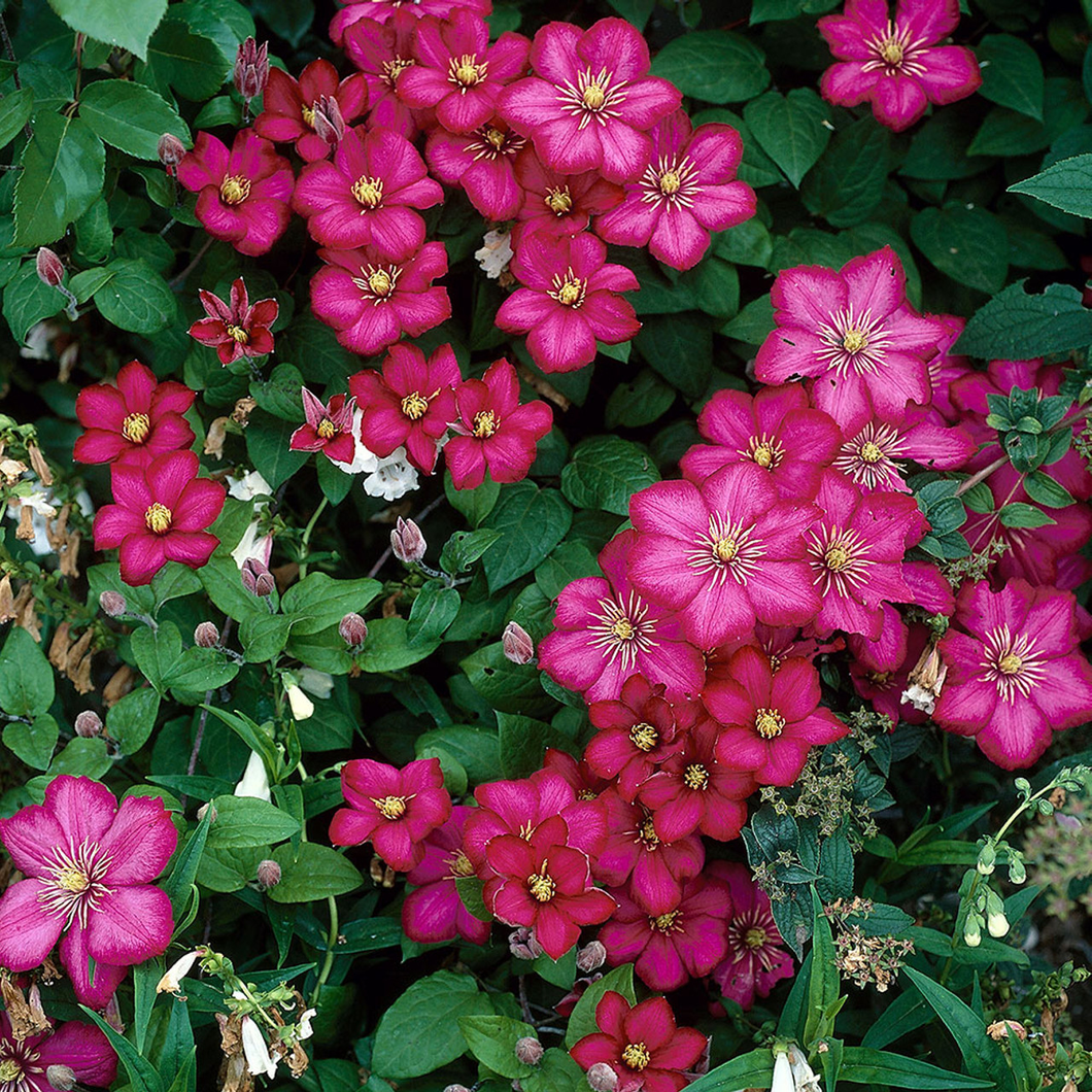 Clematis 'Ville de Lyon' - Roze bosrank