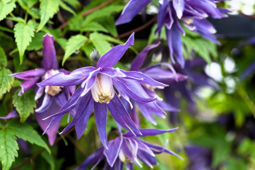 Clematis 'Alpina' - Paarse bosrank