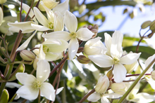 Afbeelding in Gallery-weergave laden, Clematis &#39;Armandii&#39; - Witte bosrank
