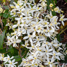 Afbeelding in Gallery-weergave laden, Clematis &#39;Armandii&#39; - Witte bosrank
