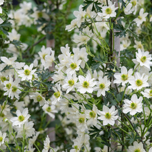 Afbeelding in Gallery-weergave laden, Clematis &#39;Early Sensation&#39; - Witte bosrank
