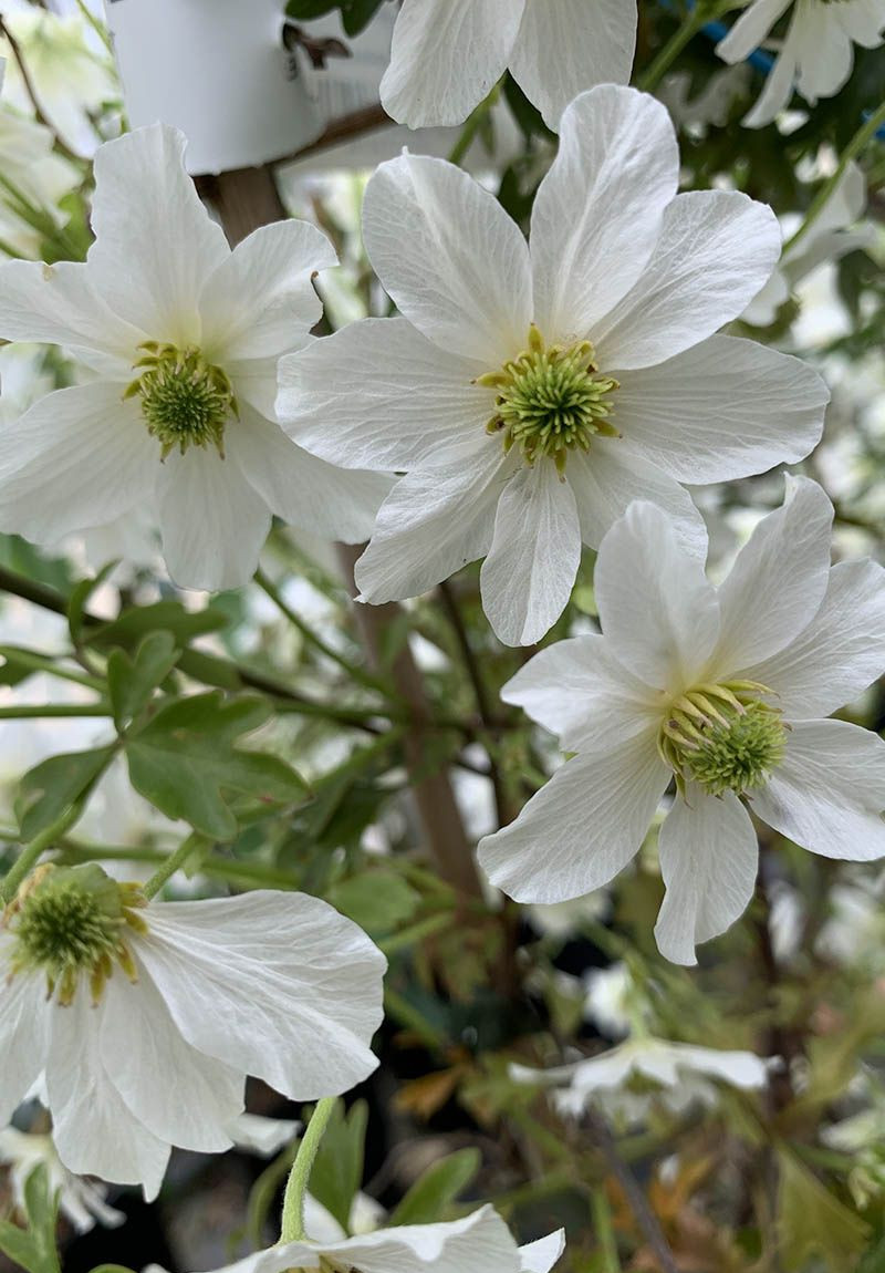 Clematis 'Early Sensation' - Witte bosrank