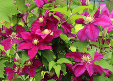 Afbeelding in Gallery-weergave laden, Clematis &#39;Ernest Markham&#39; - Rode bosrank
