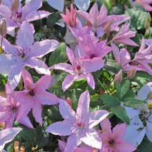 Afbeelding in Gallery-weergave laden, Clematis mix - Kleur - Pakket van 10
