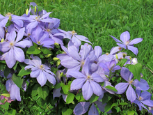 Afbeelding in Gallery-weergave laden, Clematis mix - Blauw/Paars - Pakket van 10
