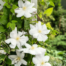 Afbeelding in Gallery-weergave laden, Clematis mix - Wit/Roze - Pakket van 10
