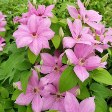 Afbeelding in Gallery-weergave laden, Clematis &#39;Margaret Hunt&#39; - Roze bosrank
