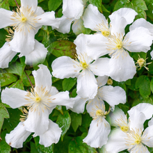 Afbeelding in Gallery-weergave laden, Clematis mix - Wit/Roze - Pakket van 10
