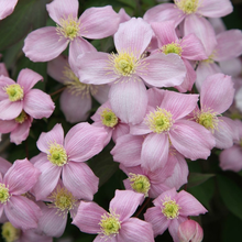 Afbeelding in Gallery-weergave laden, Clematis mix - Wit/Roze - Pakket van 10
