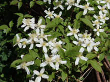 Afbeelding in Gallery-weergave laden, Clematis mix - Wit/Roze - Pakket van 10
