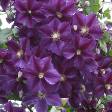 Afbeelding in Gallery-weergave laden, Clematis mix - Blauw/Paars - Pakket van 10
