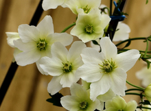 Afbeelding in Gallery-weergave laden, Clematis cartmanii &#39;Joe&#39; - Witte bosrank
