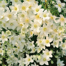 Afbeelding in Gallery-weergave laden, Clematis cartmanii &#39;Joe&#39; - Witte bosrank
