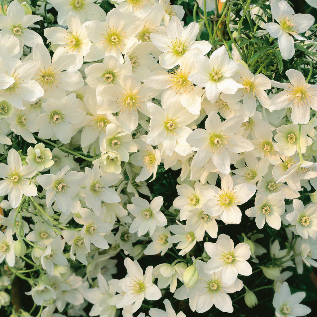 Clematis cartmanii 'Joe' - Witte bosrank