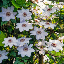 Afbeelding in Gallery-weergave laden, Clematis mix - Kleur - Pakket van 10
