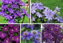 Afbeelding in Gallery-weergave laden, Clematis mix - Blauw/Paars - Pakket van 10
