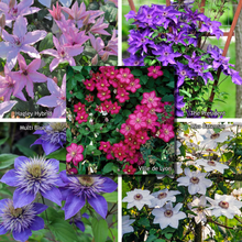 Afbeelding in Gallery-weergave laden, Clematis mix - Kleur - Pakket van 10
