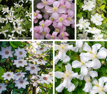 Afbeelding in Gallery-weergave laden, Clematis mix - Wit/Roze - Pakket van 10
