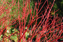 Afbeelding in Gallery-weergave laden, Cornus alba &#39;Sibirica&#39; -  Siberische kornoelje blote wortel
