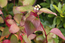 Afbeelding in Gallery-weergave laden, Cornus alba &#39;Sibirica&#39; -  Siberische kornoelje blote wortel
